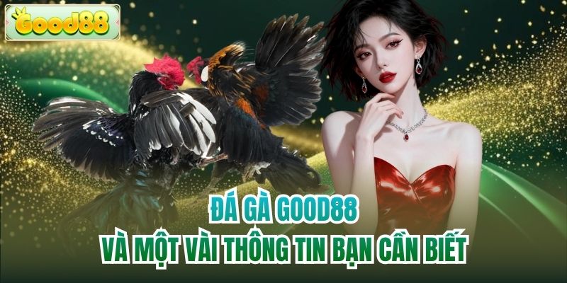 Đá gà Good88 và một vài thông tin bạn cần biết