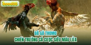 Đá Gà Thomo - Chiến Trường Cá Cược Siêu Máu Lửa