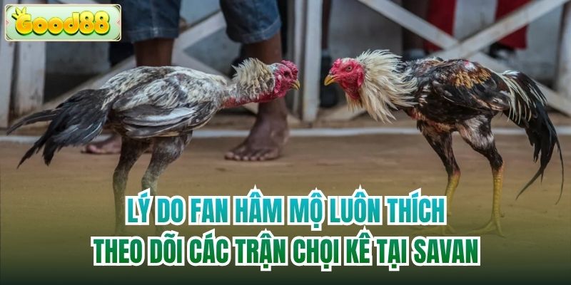 Lý do fan hâm mộ luôn thích theo dõi các trận chọi kê tại Savan