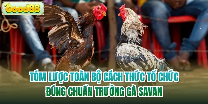 Tóm lược toàn bộ cách thức tổ chức đúng chuẩn trường gà Savan
