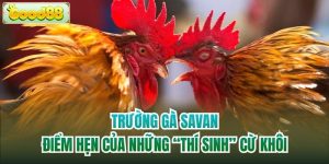 Trường Gà Savan | Điểm Hẹn Của Những “Thí Sinh” Cừ Khôi