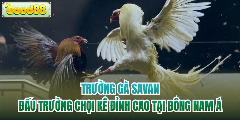 Trường gà Savan - Đấu trường chọi kê đỉnh cao tại Đông Nam Á